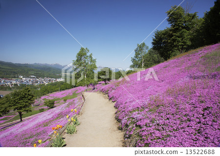 Shibazakura Shibazakura 13522688