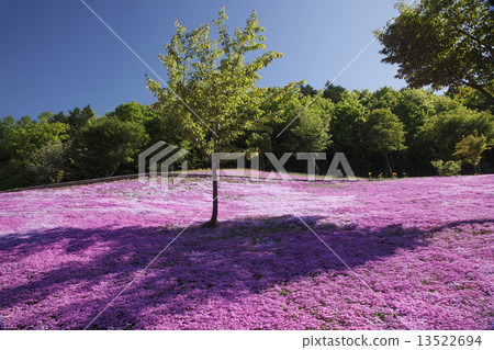 Shibazakura Shibazakura 13522694