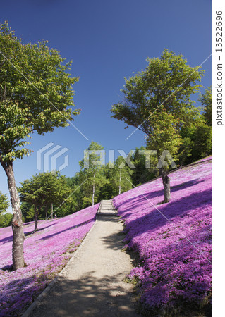 Shibazakura 13522696