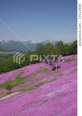 Shibazakura 13522699