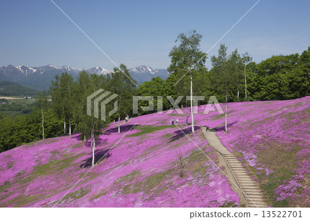 Shibazakura Shibazakura 13522701