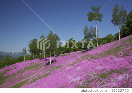 Shibazakura Shibazakura 13522703