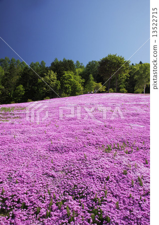 Shibazakura Shibazakura 13522715