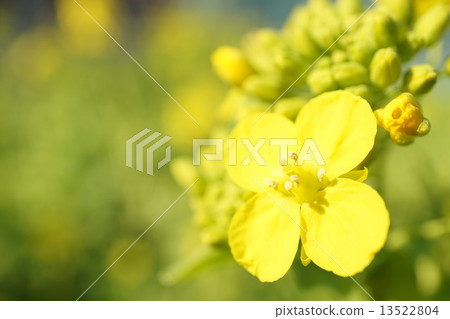 強姦開花 13522804