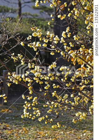 Rowbai (wax plum) 13522931