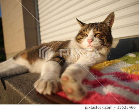 一隻在陽光下似乎很舒服的貓 13523466