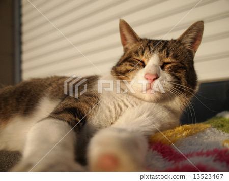 一隻平靜的貓 13523467