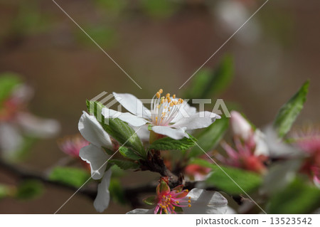 Yulium的花 Yulium的花 13523542