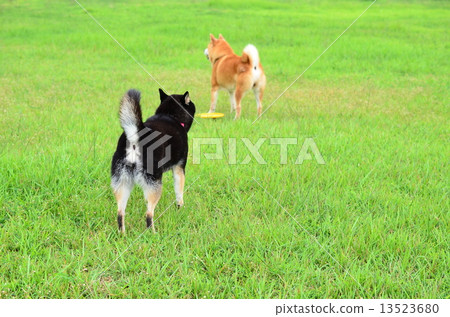 Yada! I will not go home yet! ! ! 13523680
