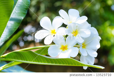 Frangipani Flower or Plumeria Frangipani Flower or Plumeria 13523710