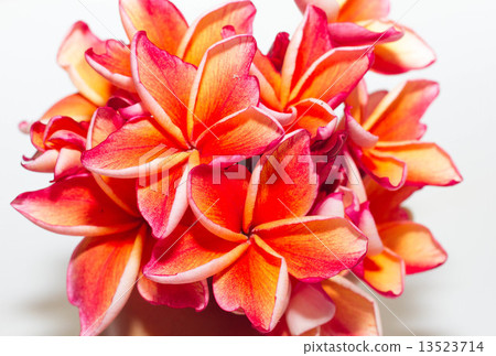 Frangipani Flower or Plumeria 13523714