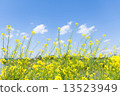 Rape blossoms and blue sky 13523949