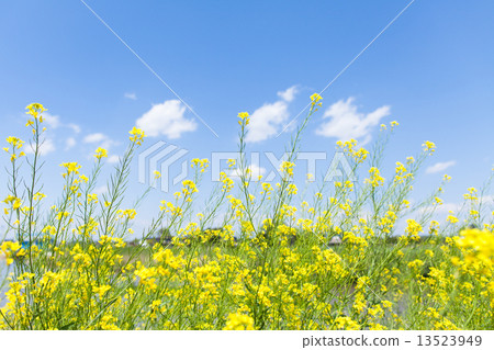Rape blossoms and blue sky 13523949