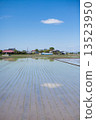 Rural farming after rice planting 13523950