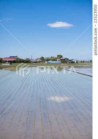 Rural farming after rice planting 13523950