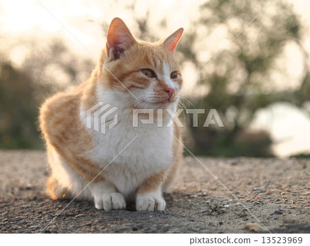 Kawahara in the evening Kitten looking far away 13523969