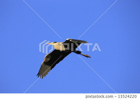 Hawthorn (flight) 13524220