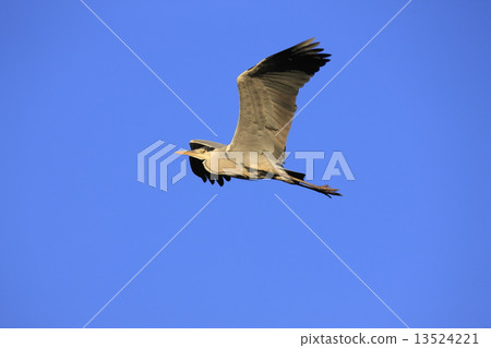 Hawthorn (flight) 13524221