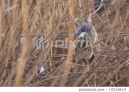 Goya young bird (Hoshigoyi) Goya young bird (Hoshigoyi) 13524614
