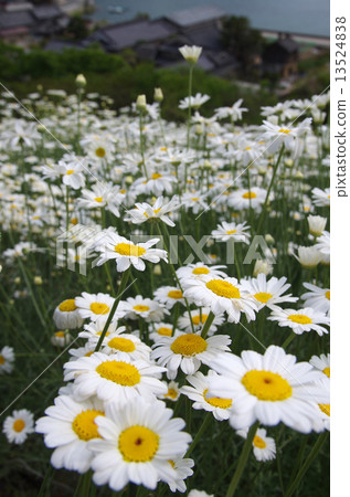 Flower of pyrethrum Flower of pyrethrum 13524838
