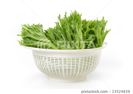 lettuce lettuce 13524839