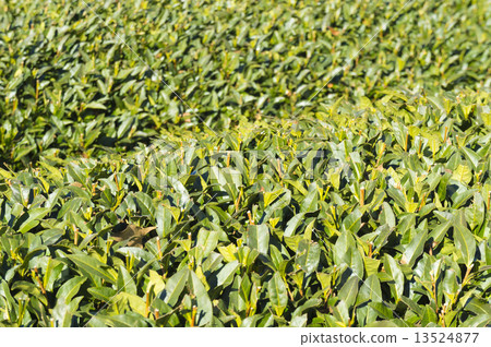 茶園 茶園 13524877