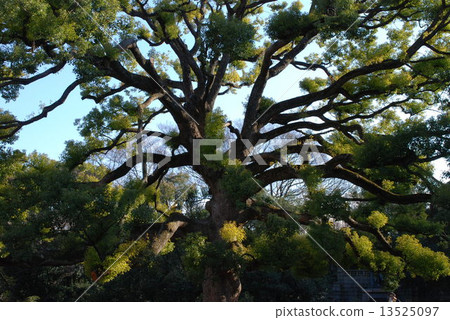 Kusunoki在1月 13525097