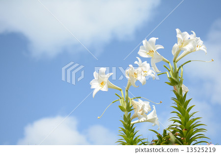 Yuri (lily) 13525219