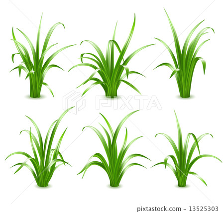 Green grass, vector Green grass, vector 13525303