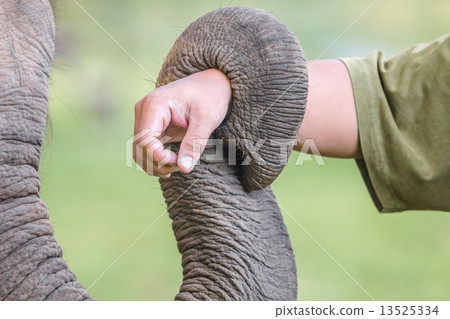 trunk of elephant 13525334