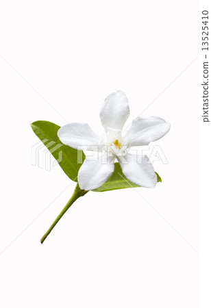 Beautiful white flower with leaf Beautiful white flower with leaf 13525410