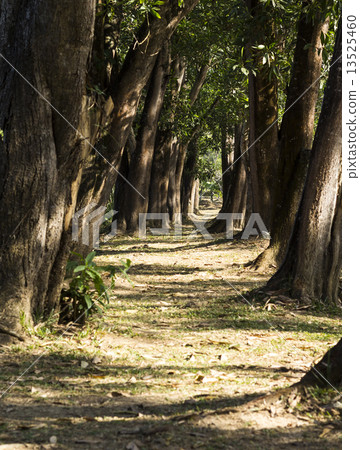 Tree Lined Tree Lined 13525460