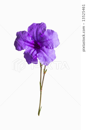 Violet flower with stem 13525461