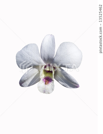 White orchid White orchid 13525462
