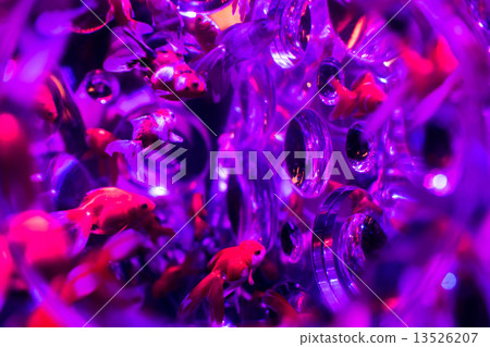 金魚 金魚 13526207