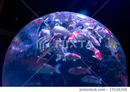 金魚 金魚 13526208