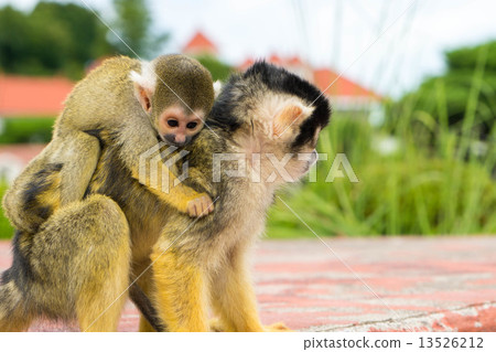 Squirrel monkey Squirrel monkey 13526212