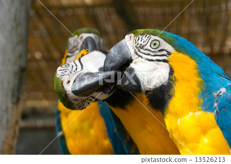 Parrot Parrot 13526213