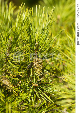 pine branch with young green cones in summer 13526766
