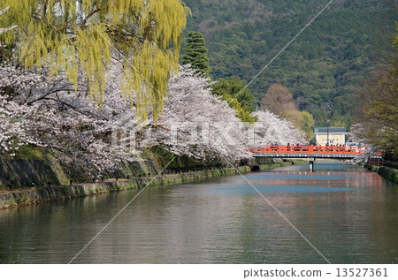 Okazaki Sakura Corridor Okazaki Sakura Corridor 13527361