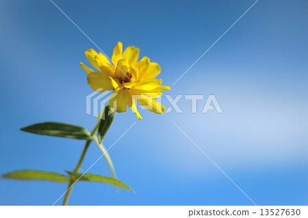One flower One flower 13527630