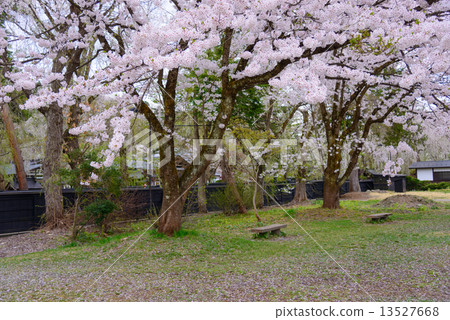 Mushi House的Akita Kakunodate Sidarezakura 13527668