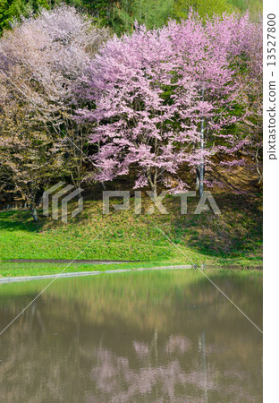 Oyo Yamazakura on the bank of Nakanishi Lake Nagano Omachi 13527800