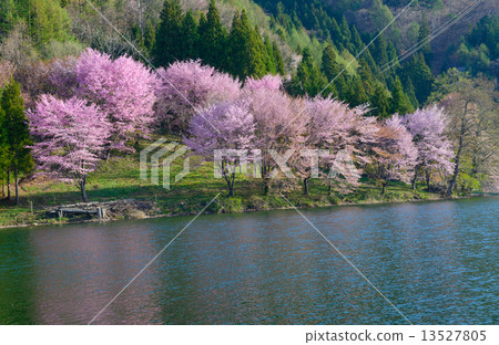Oyo Yamazakura on the bank of Nakanishi Lake Nagano Omachi 13527805