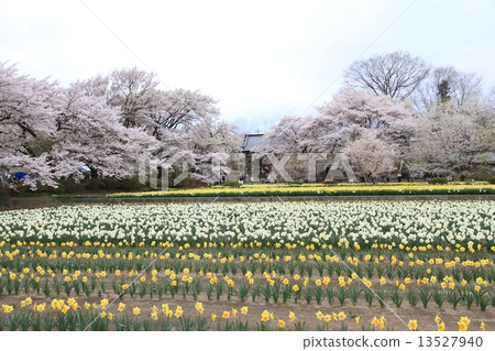 Sayaka Yamakuchi Sayaka Yamakuchi 13527940