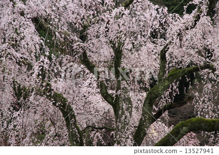 櫻桃樹 13527941