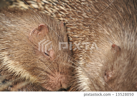 Murray Porcupine 13528050