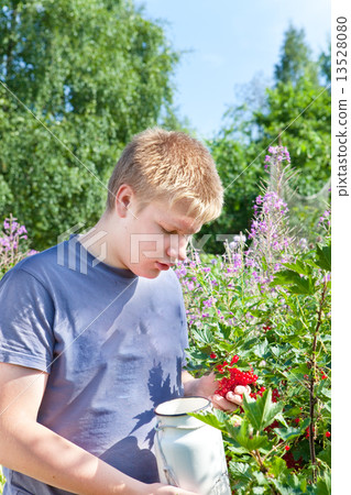 The boy picks berries of a red currant from a bush in a garden.. 13528080
