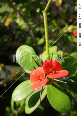 Hanakilin Hanakilin 13528497