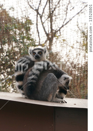 金剛狼狐猴 13528801